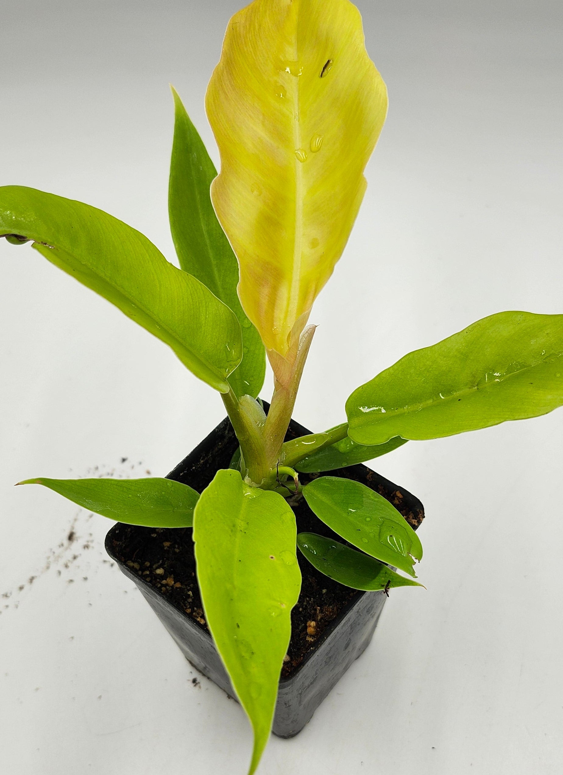 Philodendron Golden Ring of Fire in 3-inch pot, Philodendron Golden Ring of Fire leaves close-up, Rare Philodendron with golden veins, Healthy 3-inch Philodendron Golden Ring of Fire, Exotic tropical houseplant Philodendron Golden Ring of Fire, Glossy green Philodendron Golden Ring of Fire foliage
