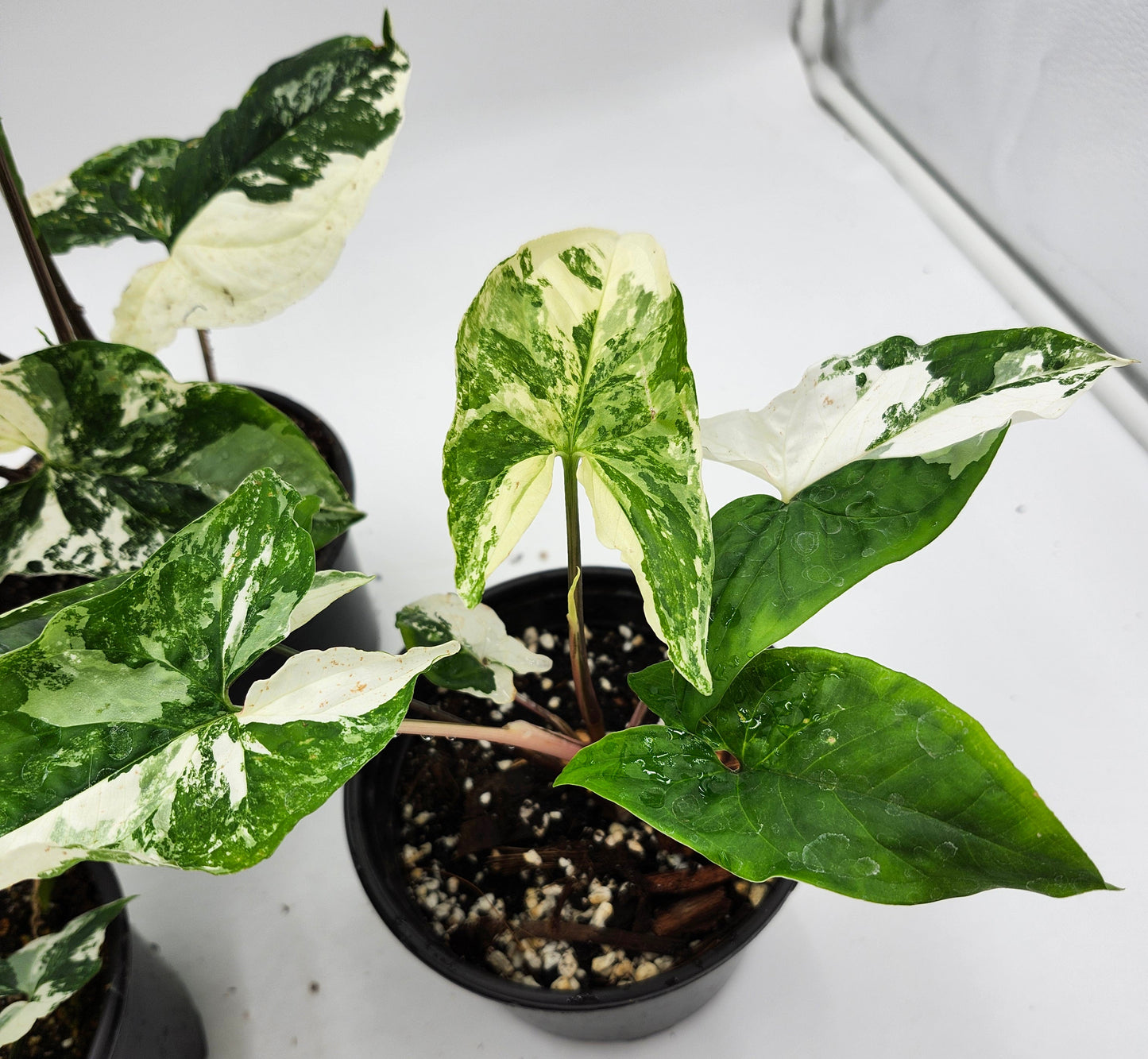Syngonium Albo in 4-inch pot, Variegated Syngonium Albo leaves, Close-up of Syngonium Albo foliage, Healthy 4-inch Syngonium Albo houseplant, White and green Syngonium Albo leaves, Rare Syngonium Albo indoor plant
