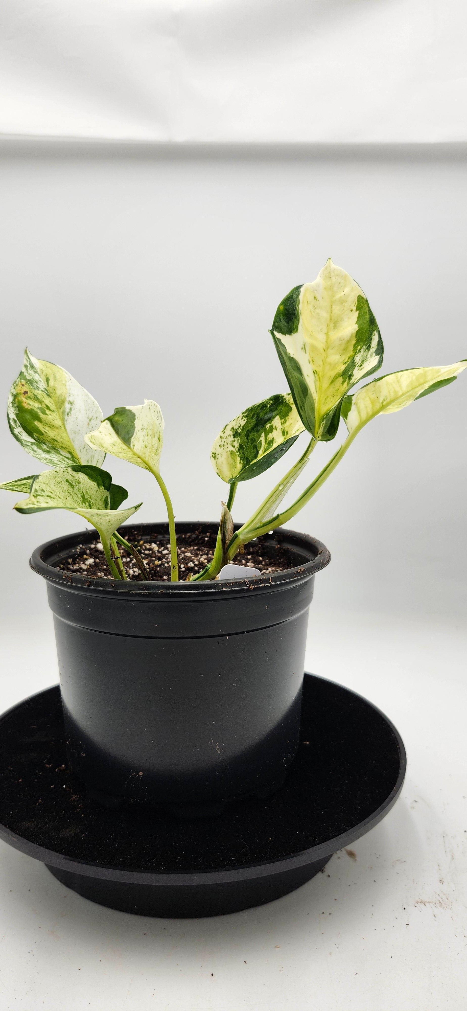 Top view of Global Japanese Pothos leaves highlighting green marbled variegation