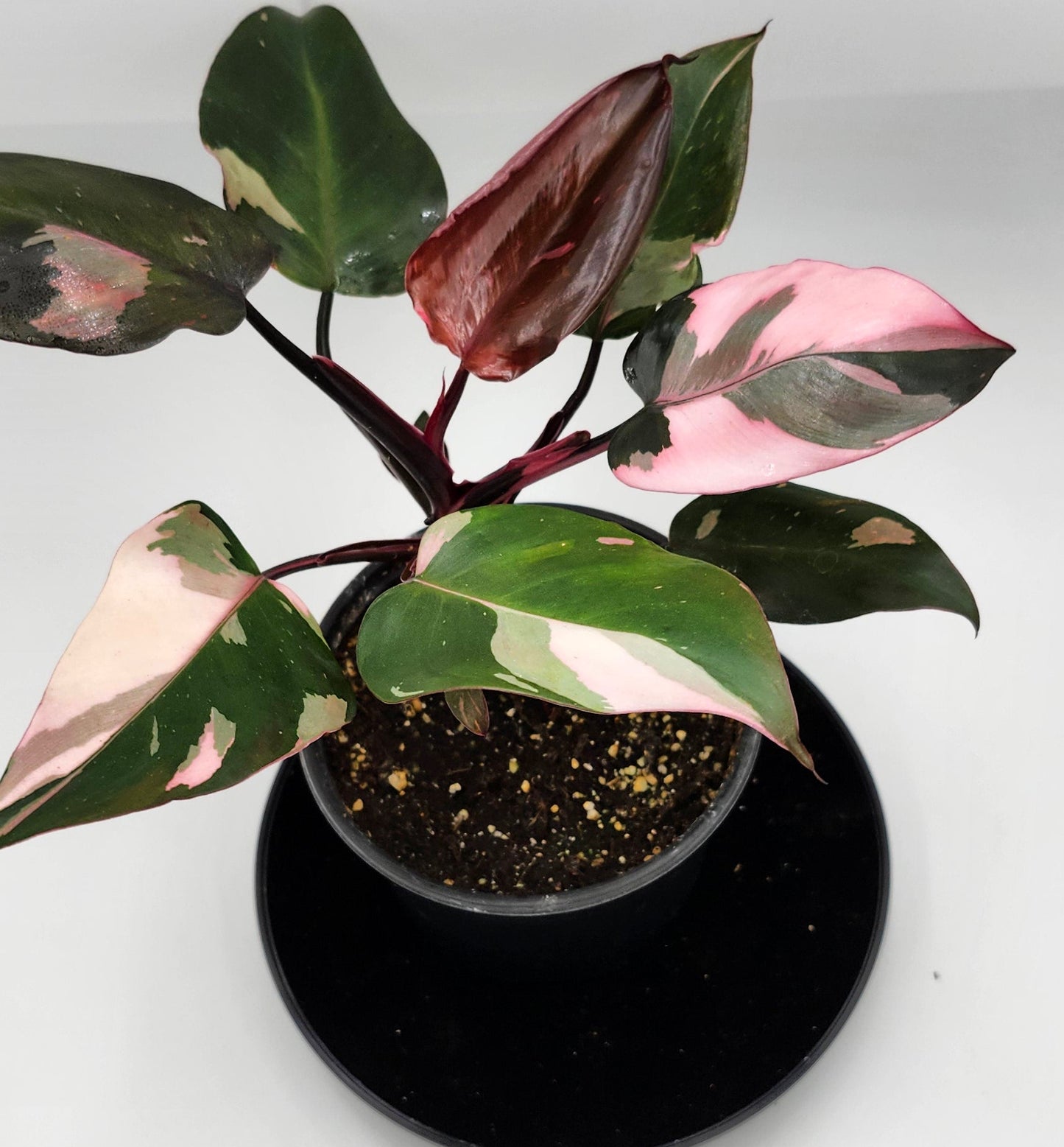 Philodendron Pink Princess in 5-inch pot, Variegated Philodendron Pink Princess with pink streaks, Close-up of Philodendron Pink Princess leaves, Healthy 5-inch Philodendron Pink Princess, Mature Philodendron Pink Princess houseplant, Pink and dark green Philodendron Pink Princess foliage
