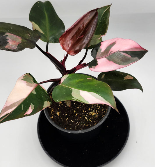 Philodendron Pink Princess in 5-inch pot, Variegated Philodendron Pink Princess with pink streaks, Close-up of Philodendron Pink Princess leaves, Healthy 5-inch Philodendron Pink Princess, Mature Philodendron Pink Princess houseplant, Pink and dark green Philodendron Pink Princess foliage
