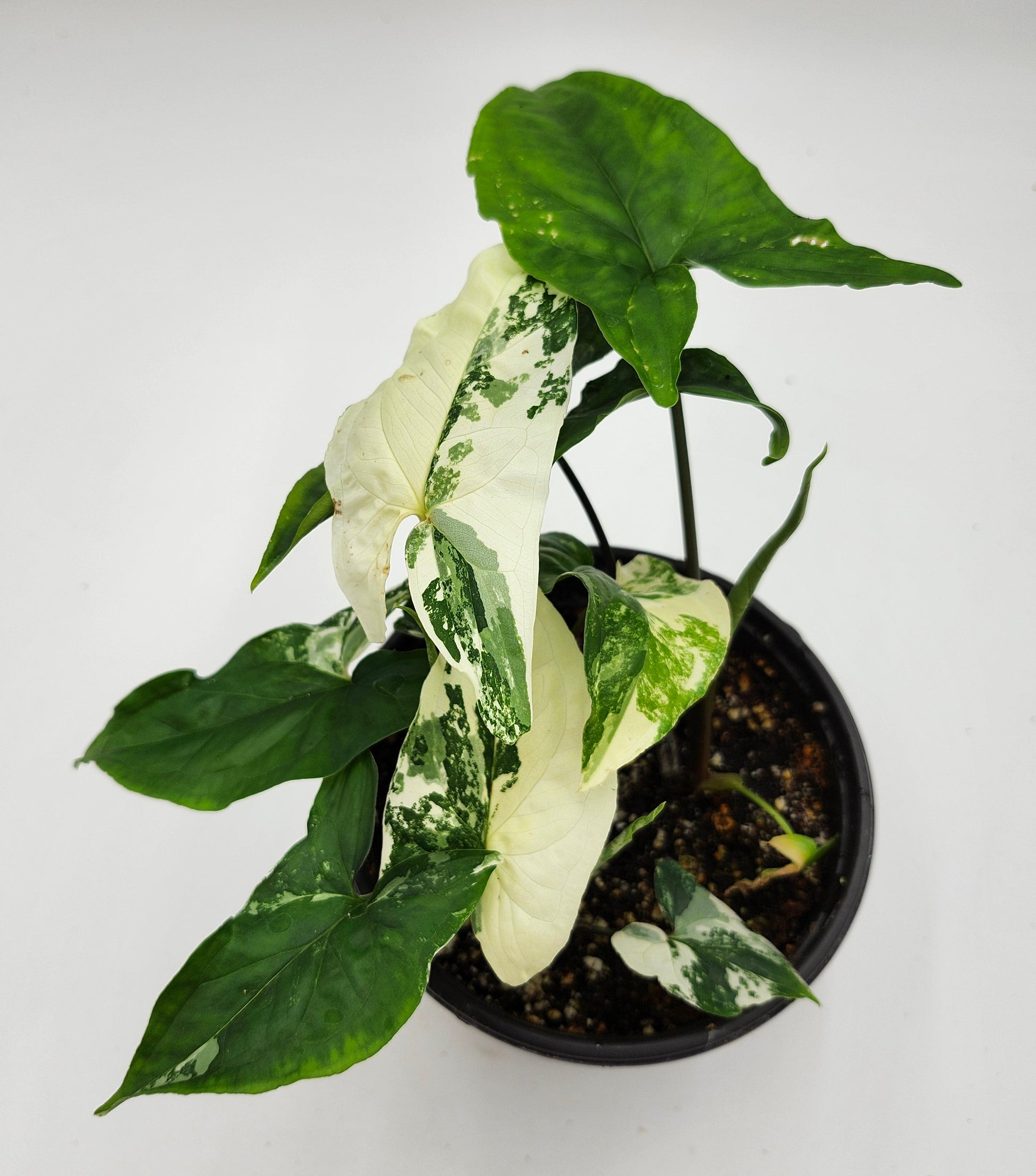 Syngonium Albo in 4-inch pot, Variegated Syngonium Albo leaves, Close-up of Syngonium Albo foliage, Healthy 4-inch Syngonium Albo houseplant, White and green Syngonium Albo leaves, Rare Syngonium Albo indoor plant
