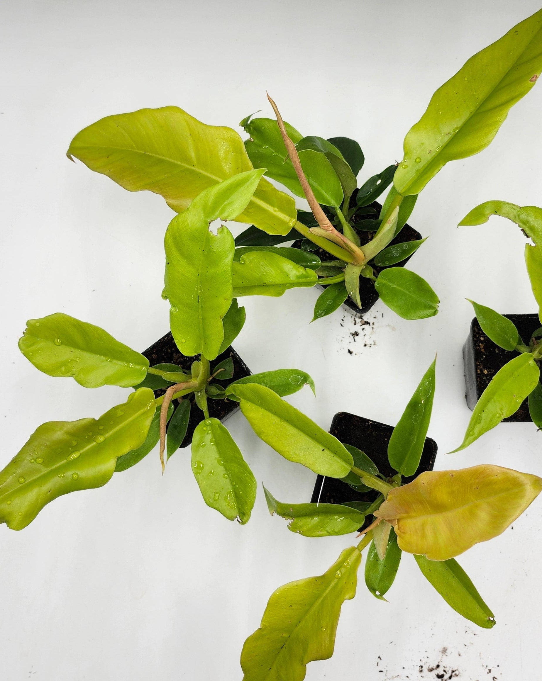 Philodendron Golden Ring of Fire in 3-inch pot, Philodendron Golden Ring of Fire leaves close-up, Rare Philodendron with golden veins, Healthy 3-inch Philodendron Golden Ring of Fire, Exotic tropical houseplant Philodendron Golden Ring of Fire, Glossy green Philodendron Golden Ring of Fire foliage
