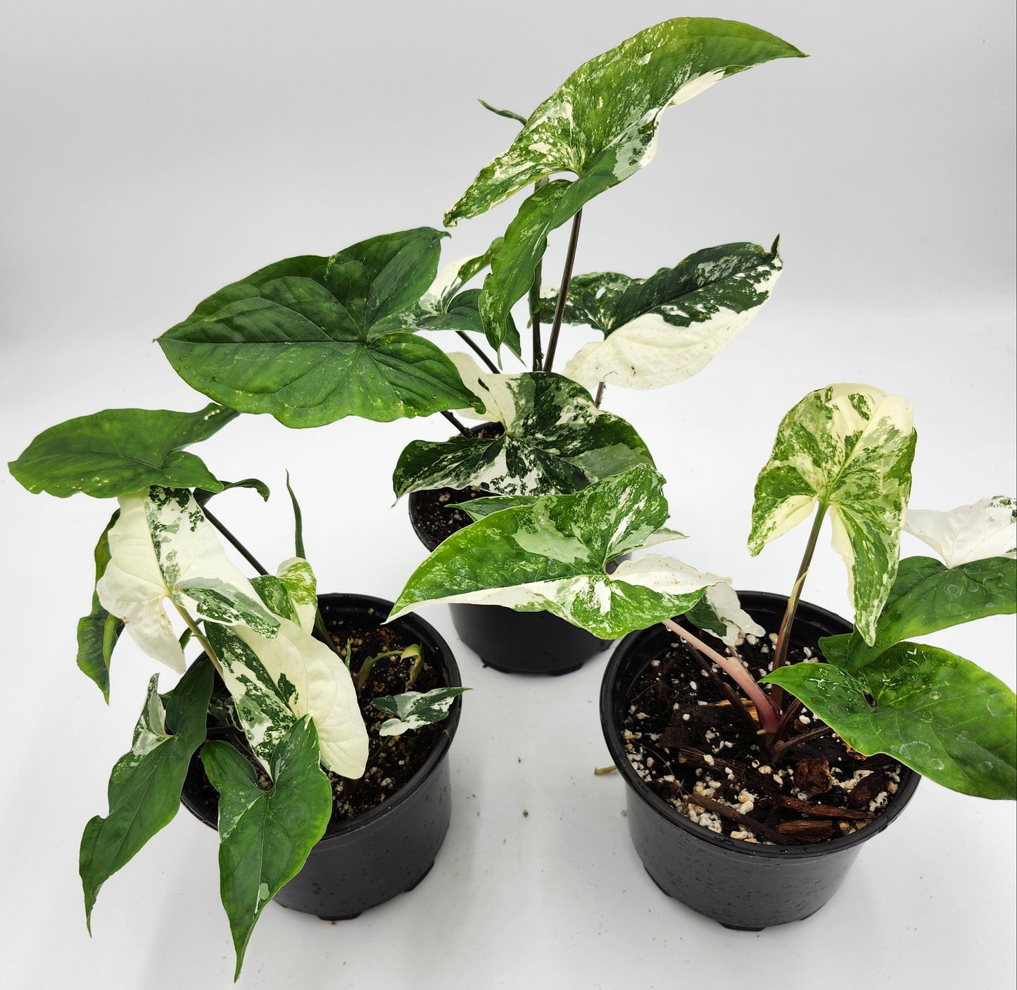 Syngonium Albo in 4-inch pot, Variegated Syngonium Albo leaves, Close-up of Syngonium Albo foliage, Healthy 4-inch Syngonium Albo houseplant, White and green Syngonium Albo leaves, Rare Syngonium Albo indoor plant
