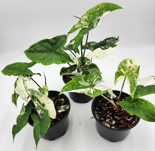 Syngonium Albo in 4-inch pot, Variegated Syngonium Albo leaves, Close-up of Syngonium Albo foliage, Healthy 4-inch Syngonium Albo houseplant, White and green Syngonium Albo leaves, Rare Syngonium Albo indoor plant
