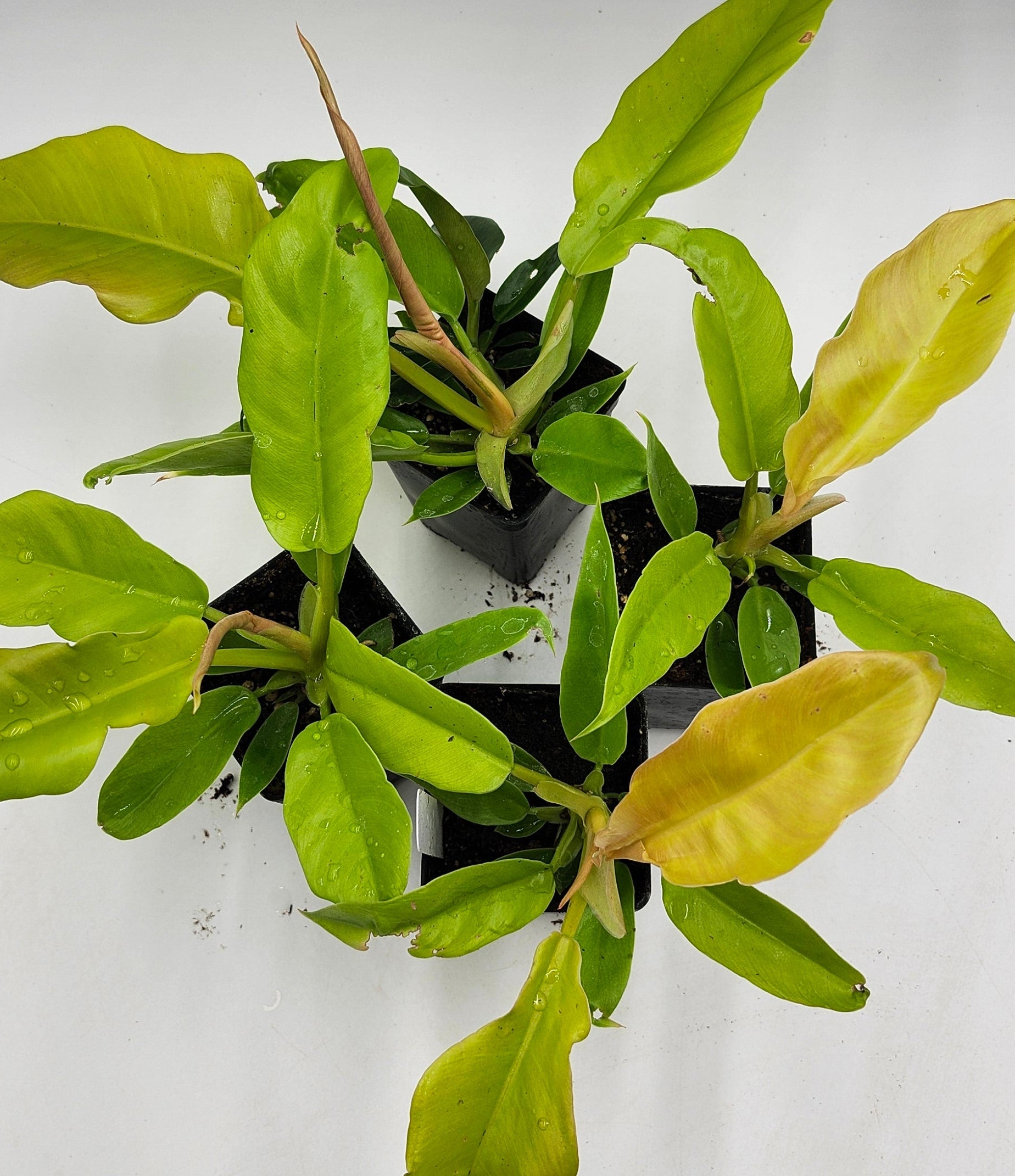 Philodendron Golden Ring of Fire in 3-inch pot, Philodendron Golden Ring of Fire leaves close-up, Rare Philodendron with golden veins, Healthy 3-inch Philodendron Golden Ring of Fire, Exotic tropical houseplant Philodendron Golden Ring of Fire, Glossy green Philodendron Golden Ring of Fire foliage
