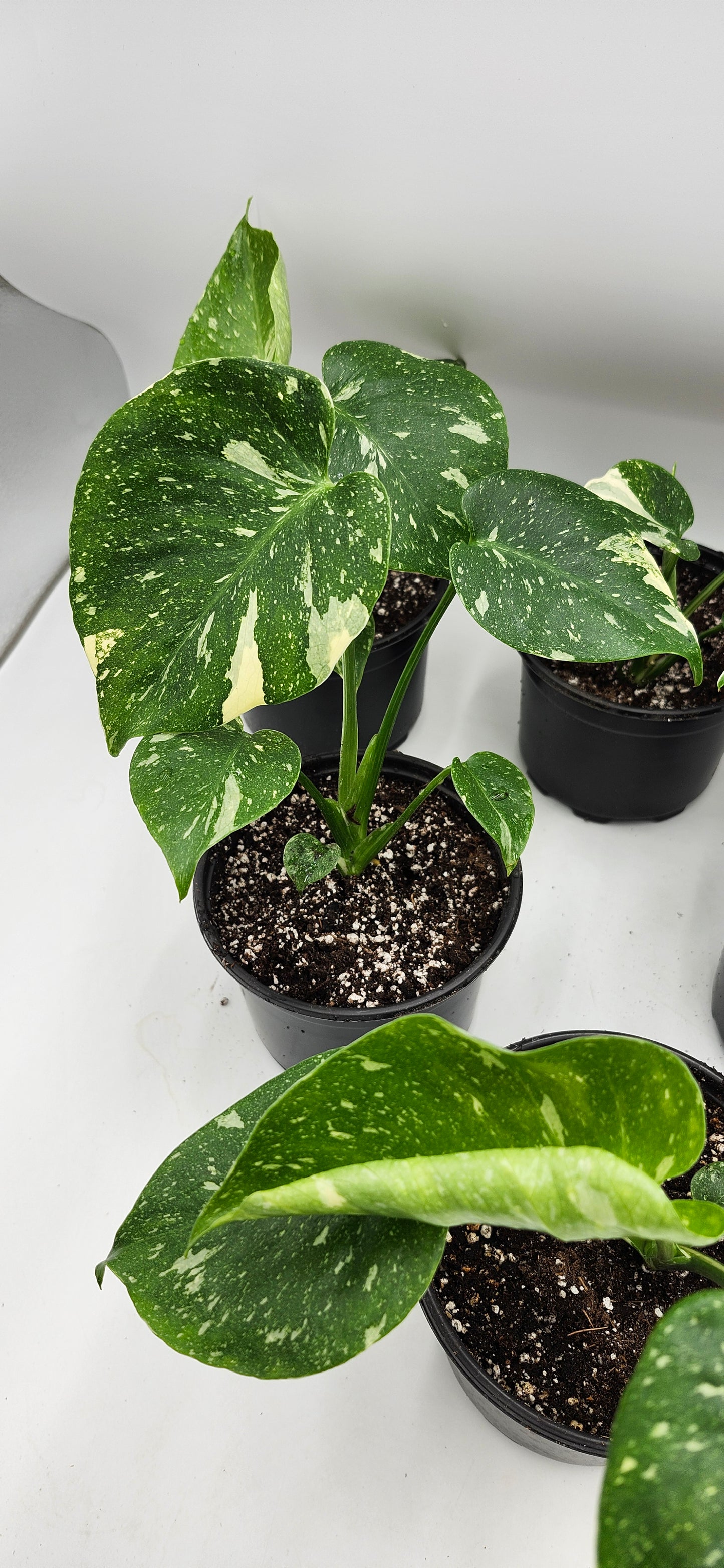 Monstera Thai Constellation – 5” Pot | Rare Variegated Collector Plant