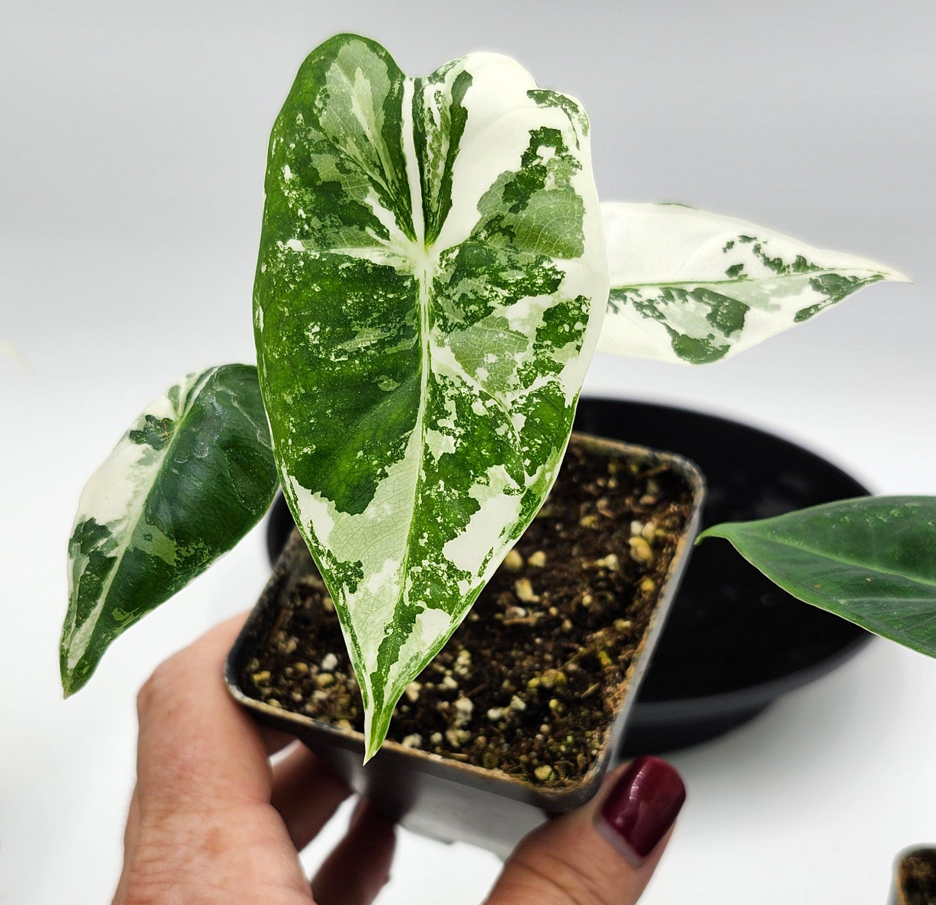 Alocasia Frydek Variegated in pot, Alocasia Frydek Variegated leaves close-up, Rare Alocasia Frydek Variegated tropical plant, Healthy Alocasia Frydek Variegated houseplant, Variegated Alocasia Frydek with green and white leaves, Exotic tropical Alocasia Frydek Variegated foliage
