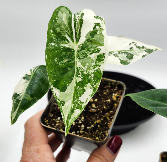 Alocasia Frydek Variegated in pot, Alocasia Frydek Variegated leaves close-up, Rare Alocasia Frydek Variegated tropical plant, Healthy Alocasia Frydek Variegated houseplant, Variegated Alocasia Frydek with green and white leaves, Exotic tropical Alocasia Frydek Variegated foliage
