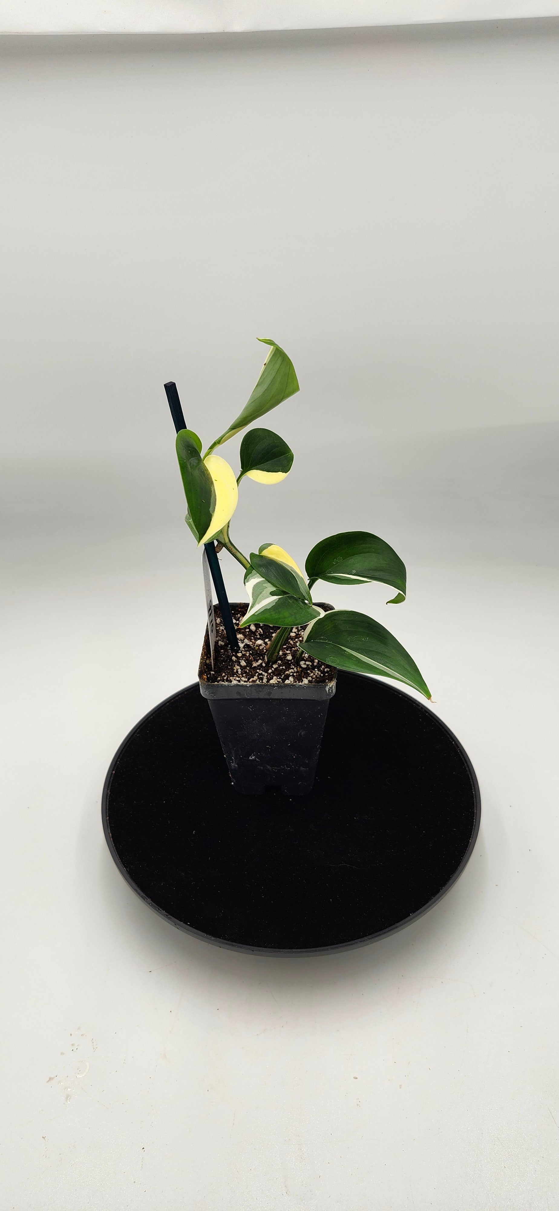 “Rare Scindapsus Blue Albo plant with lush foliage, perfect for hanging baskets or shelves”