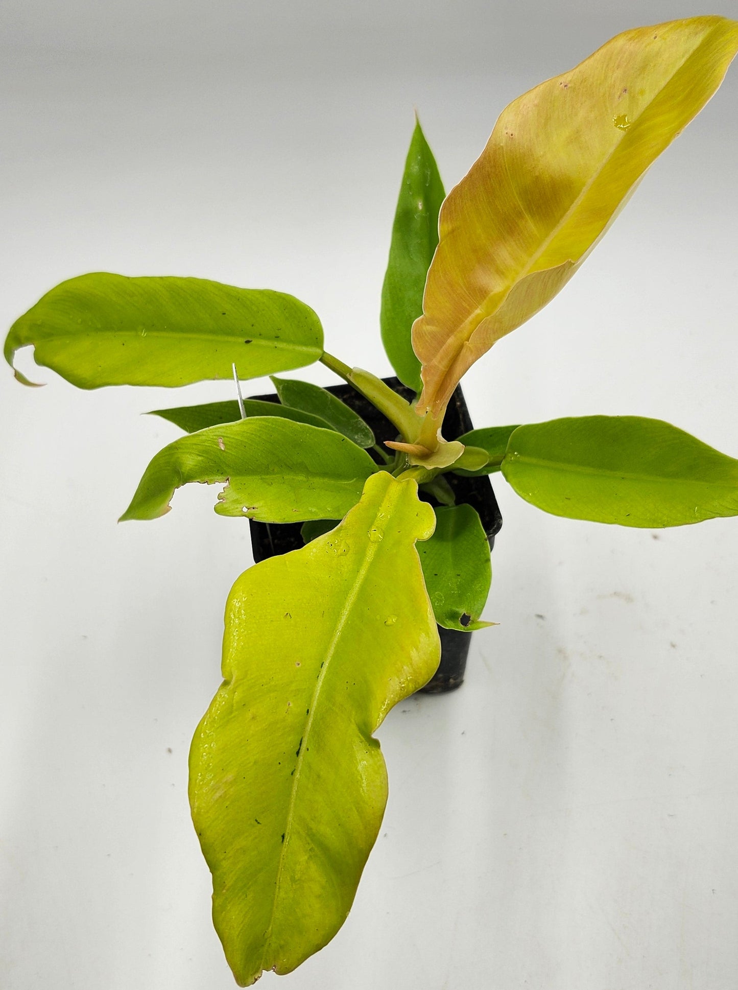 Philodendron Golden Ring of Fire in 3-inch pot, Philodendron Golden Ring of Fire leaves close-up, Rare Philodendron with golden veins, Healthy 3-inch Philodendron Golden Ring of Fire, Exotic tropical houseplant Philodendron Golden Ring of Fire, Glossy green Philodendron Golden Ring of Fire foliage
