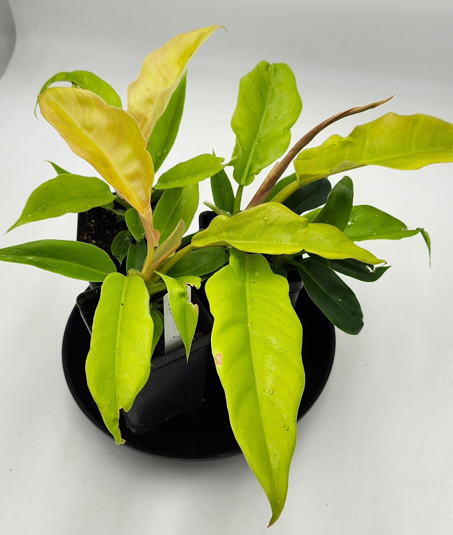 Philodendron Golden Ring of Fire in 3-inch pot, Philodendron Golden Ring of Fire leaves close-up, Rare Philodendron with golden veins, Healthy 3-inch Philodendron Golden Ring of Fire, Exotic tropical houseplant Philodendron Golden Ring of Fire, Glossy green Philodendron Golden Ring of Fire foliage
