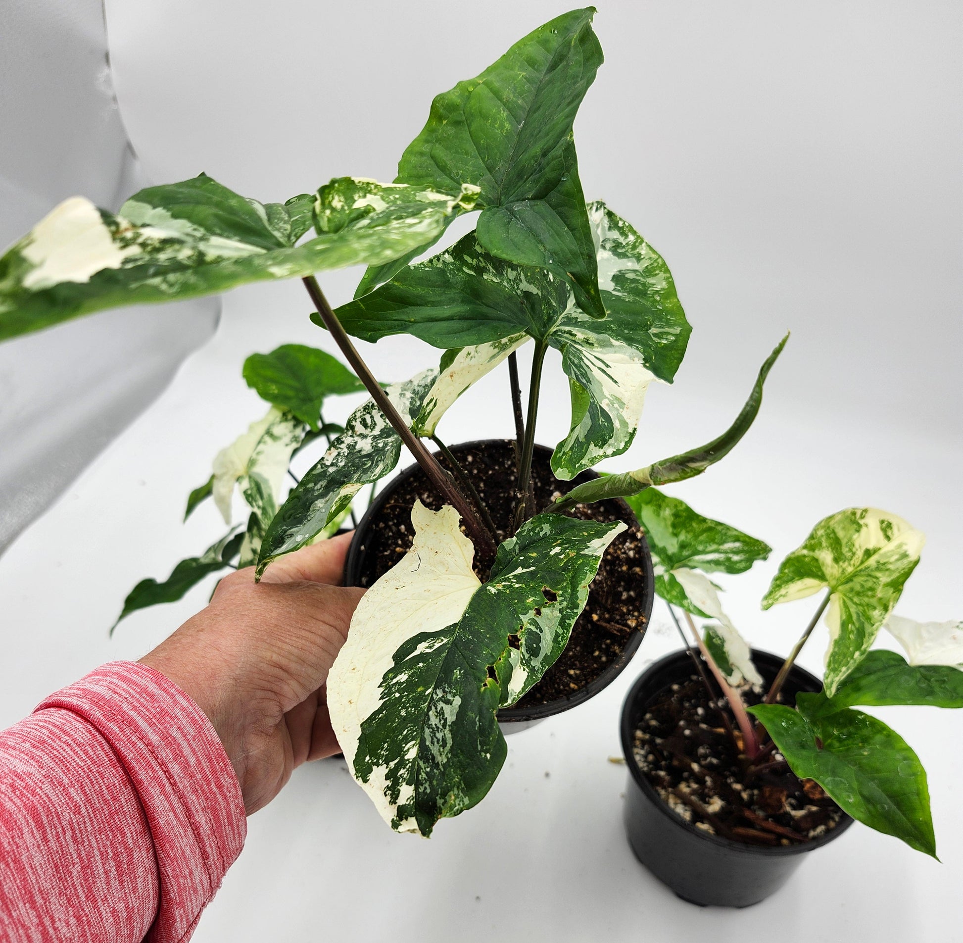 Syngonium Albo in 4-inch pot, Variegated Syngonium Albo leaves, Close-up of Syngonium Albo foliage, Healthy 4-inch Syngonium Albo houseplant, White and green Syngonium Albo leaves, Rare Syngonium Albo indoor plant
