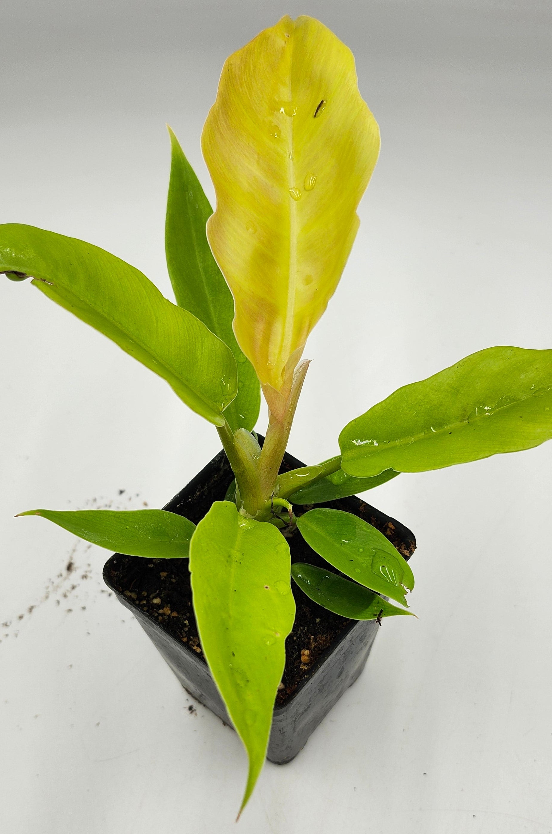 Philodendron Golden Ring of Fire in 3-inch pot, Philodendron Golden Ring of Fire leaves close-up, Rare Philodendron with golden veins, Healthy 3-inch Philodendron Golden Ring of Fire, Exotic tropical houseplant Philodendron Golden Ring of Fire, Glossy green Philodendron Golden Ring of Fire foliage
