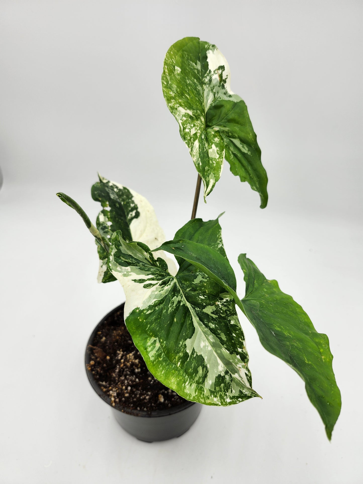 Syngonium Albo in 4-inch pot, Variegated Syngonium Albo leaves, Close-up of Syngonium Albo foliage, Healthy 4-inch Syngonium Albo houseplant, White and green Syngonium Albo leaves, Rare Syngonium Albo indoor plant
