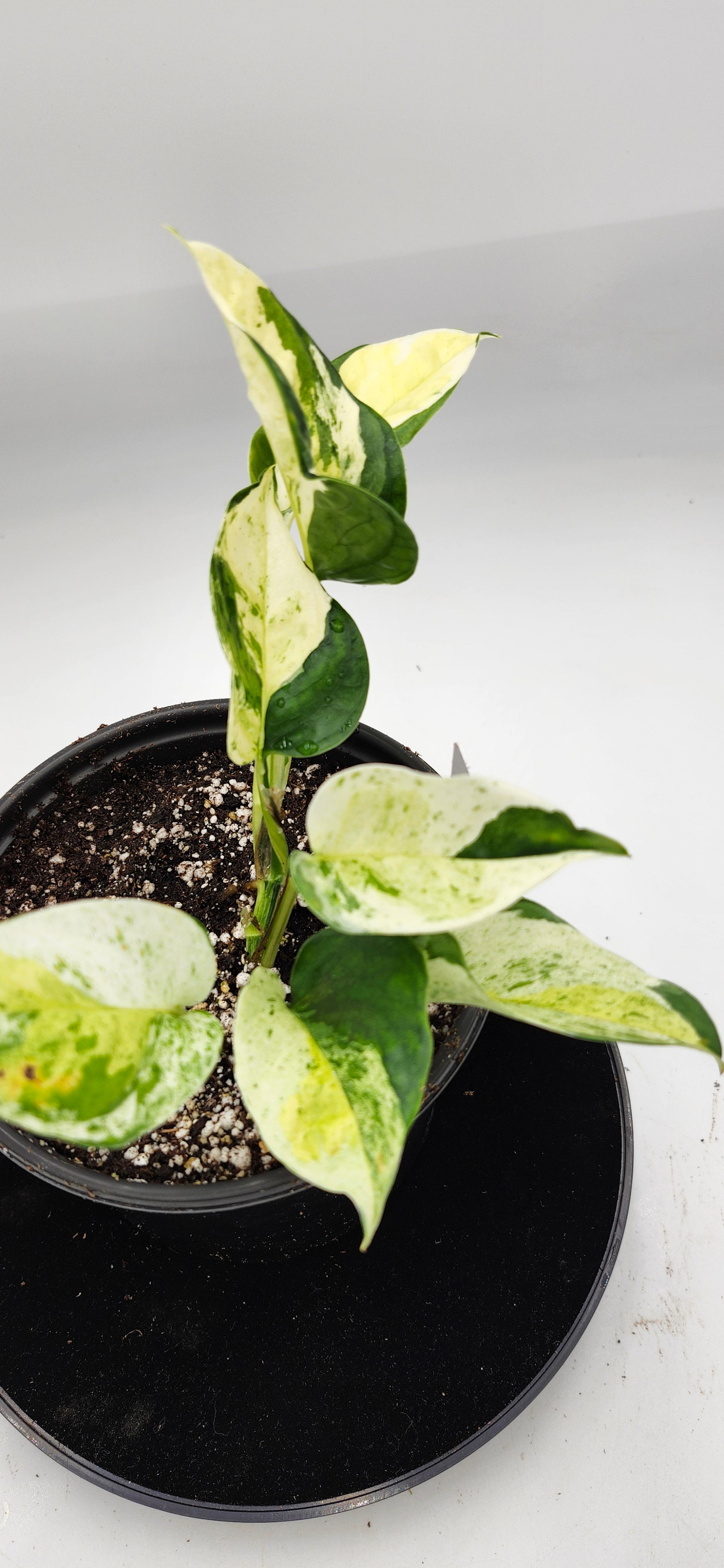 Indoor Global Japanese Pothos with lush foliage, beginner-friendly houseplant