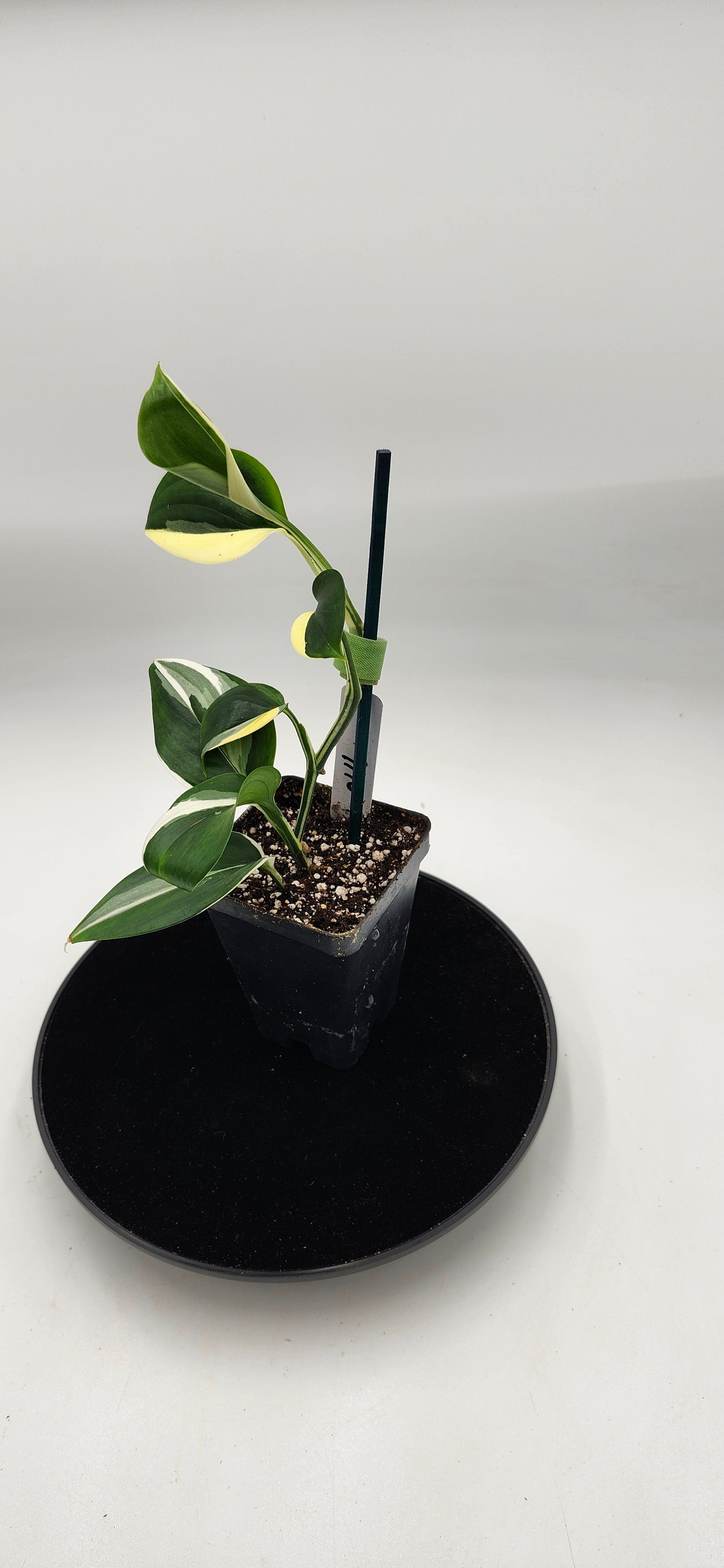 “Indoor Scindapsus Blue Albo with trailing vines, easy-care tropical houseplant”