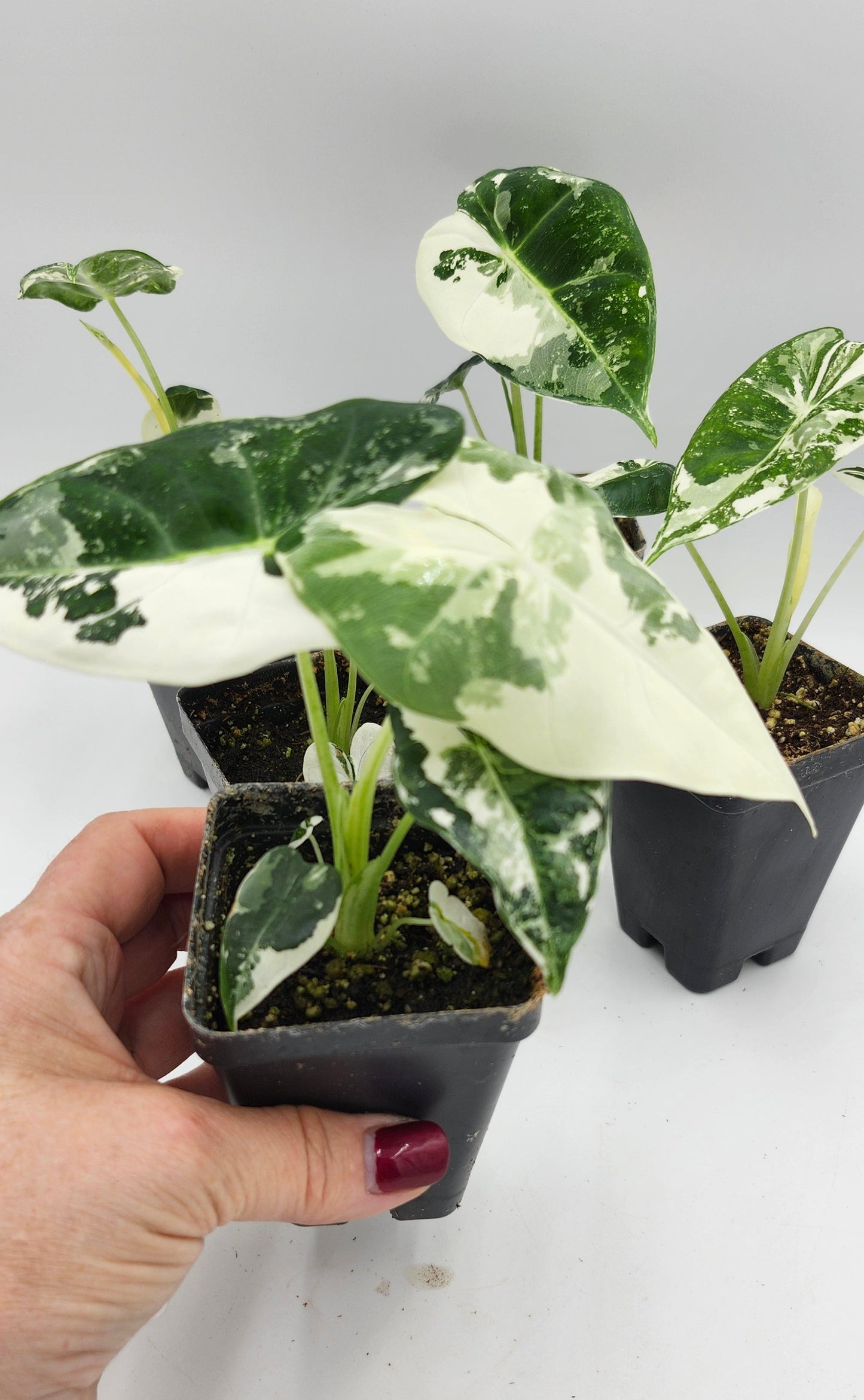 Alocasia Frydek Variegated in pot, Alocasia Frydek Variegated leaves close-up, Rare Alocasia Frydek Variegated tropical plant, Healthy Alocasia Frydek Variegated houseplant, Variegated Alocasia Frydek with green and white leaves, Exotic tropical Alocasia Frydek Variegated foliage
