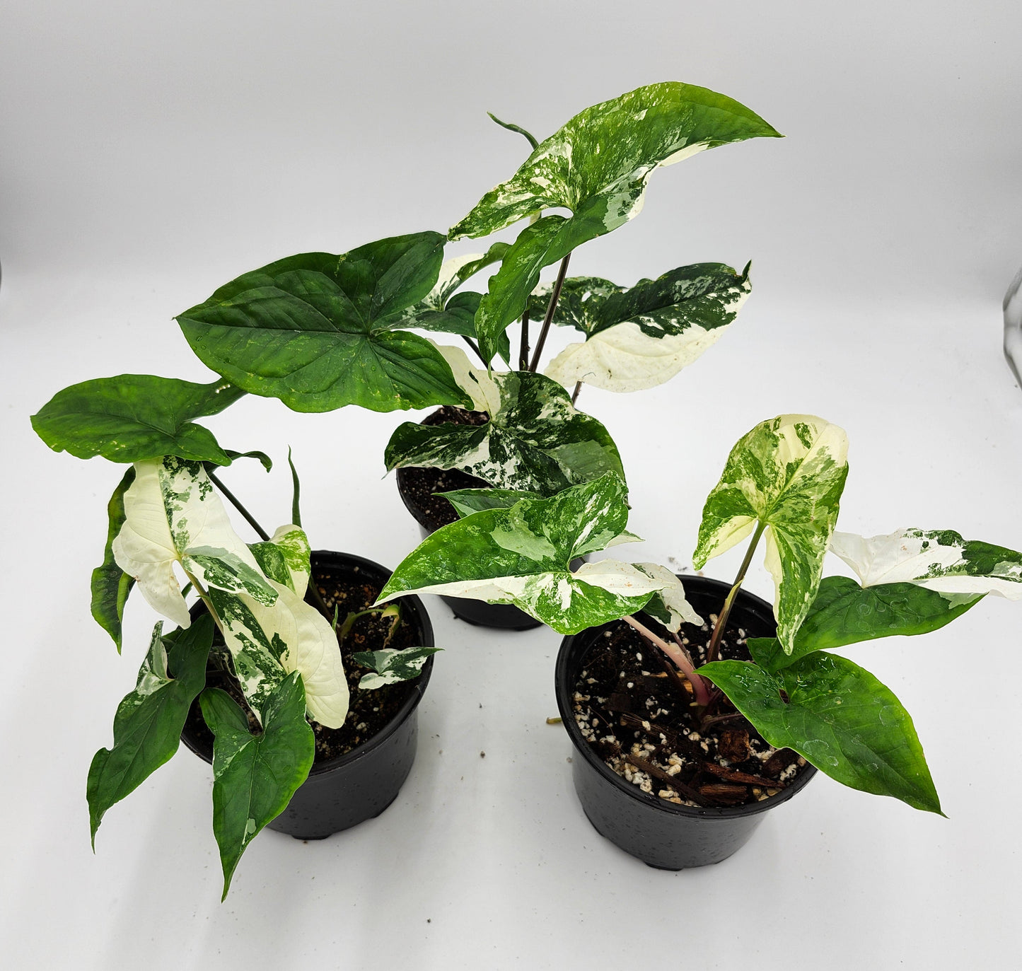 Syngonium Albo in 4-inch pot, Variegated Syngonium Albo leaves, Close-up of Syngonium Albo foliage, Healthy 4-inch Syngonium Albo houseplant, White and green Syngonium Albo leaves, Rare Syngonium Albo indoor plant

