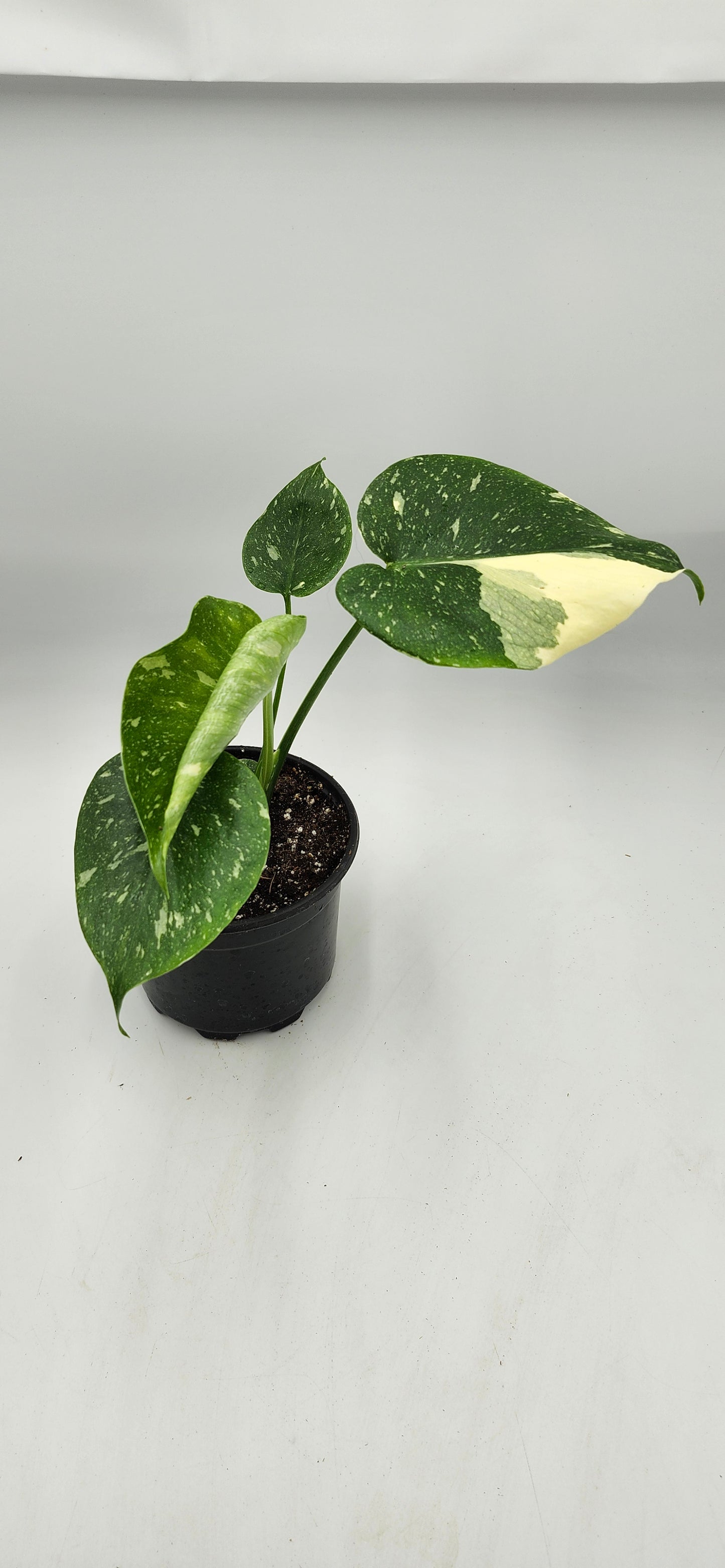 Monstera Thai Constellation – 5” Pot | Rare Variegated Collector Plant