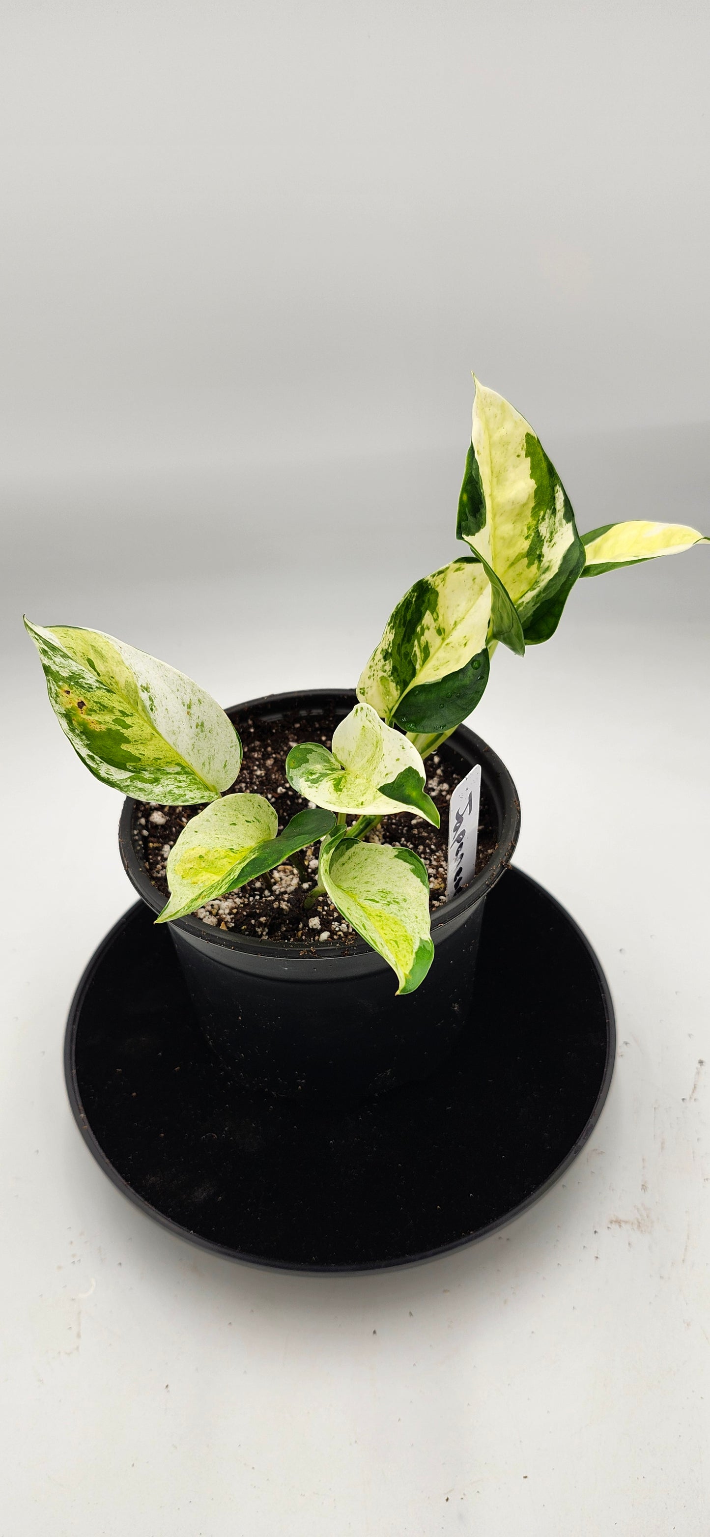 are variegated pothos rare Global Japanese Pothos 3 in Pot Rare Variegated Pothos