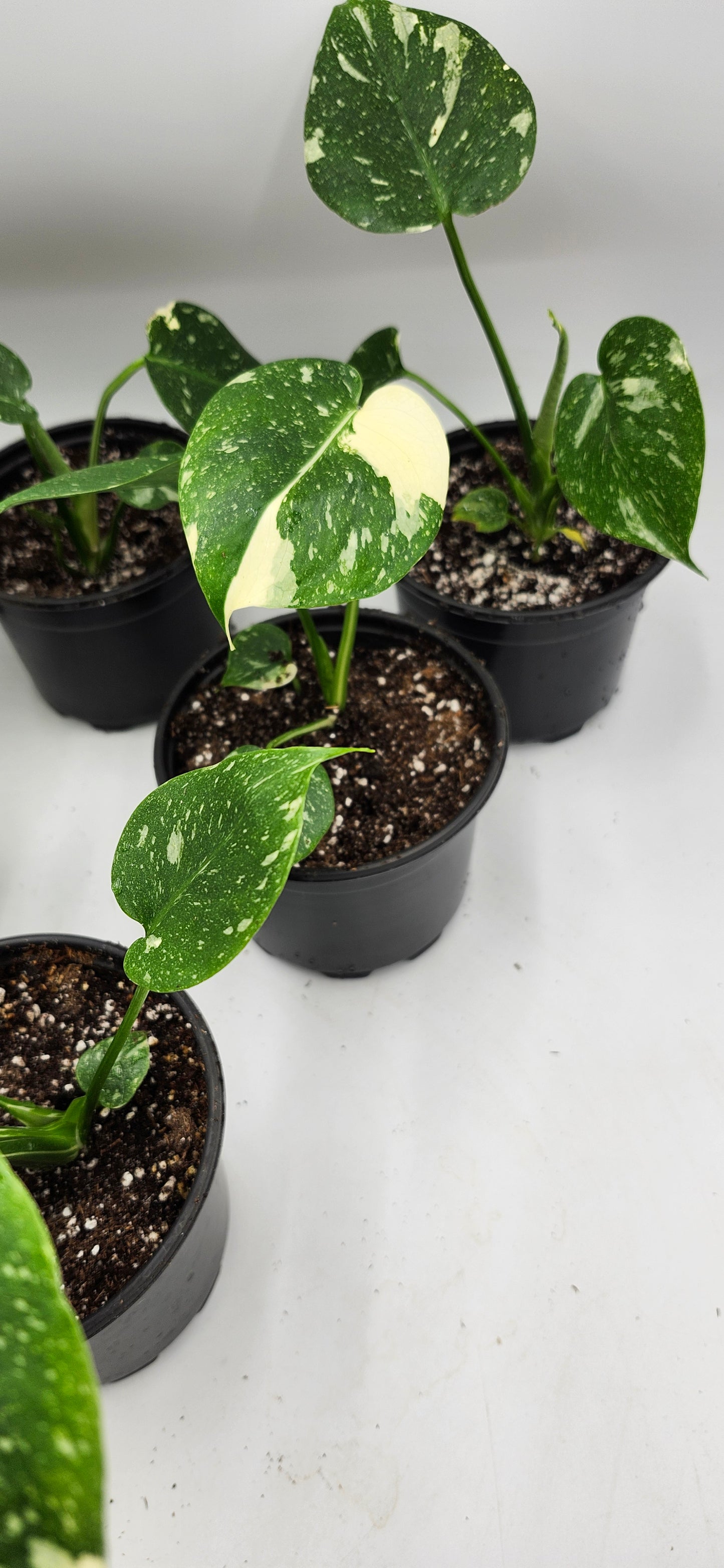 Monstera Thai Constellation – 5” Pot | Rare Variegated Collector Plant