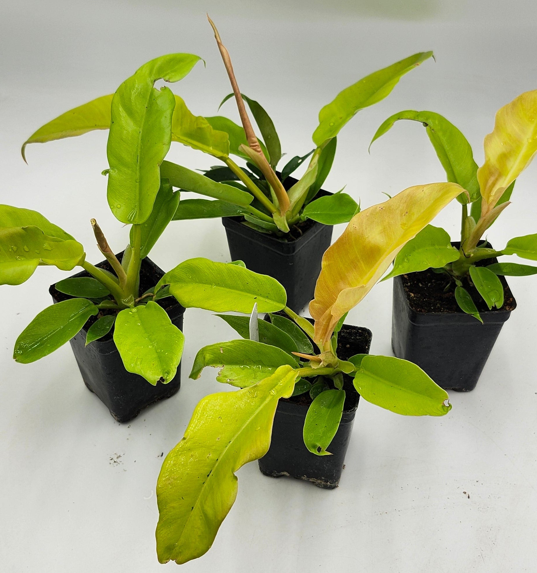 Philodendron Golden Ring of Fire in 3-inch pot, Philodendron Golden Ring of Fire leaves close-up, Rare Philodendron with golden veins, Healthy 3-inch Philodendron Golden Ring of Fire, Exotic tropical houseplant Philodendron Golden Ring of Fire, Glossy green Philodendron Golden Ring of Fire foliage
