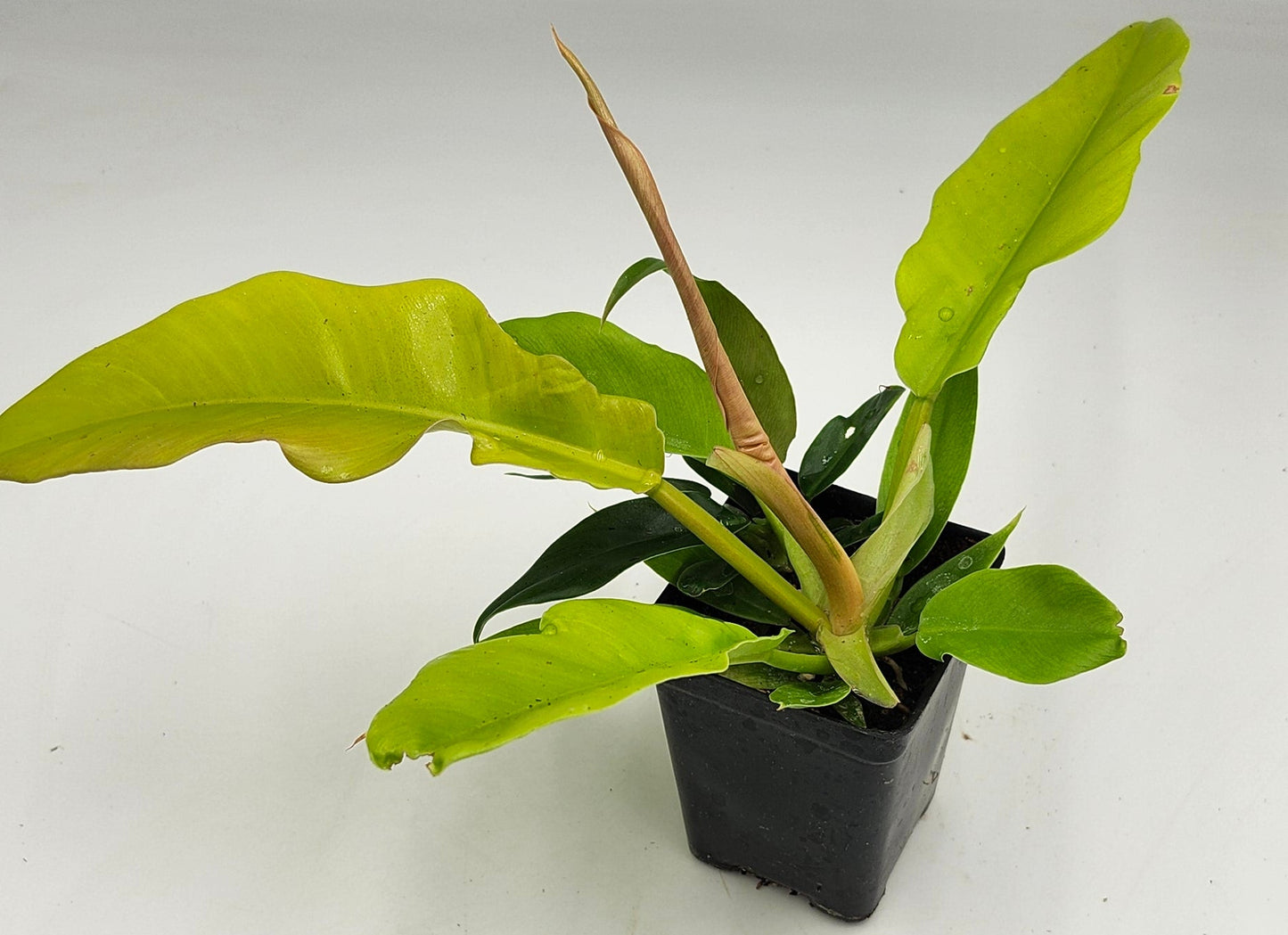 Philodendron Golden Ring of Fire in 3-inch pot, Philodendron Golden Ring of Fire leaves close-up, Rare Philodendron with golden veins, Healthy 3-inch Philodendron Golden Ring of Fire, Exotic tropical houseplant Philodendron Golden Ring of Fire, Glossy green Philodendron Golden Ring of Fire foliage
