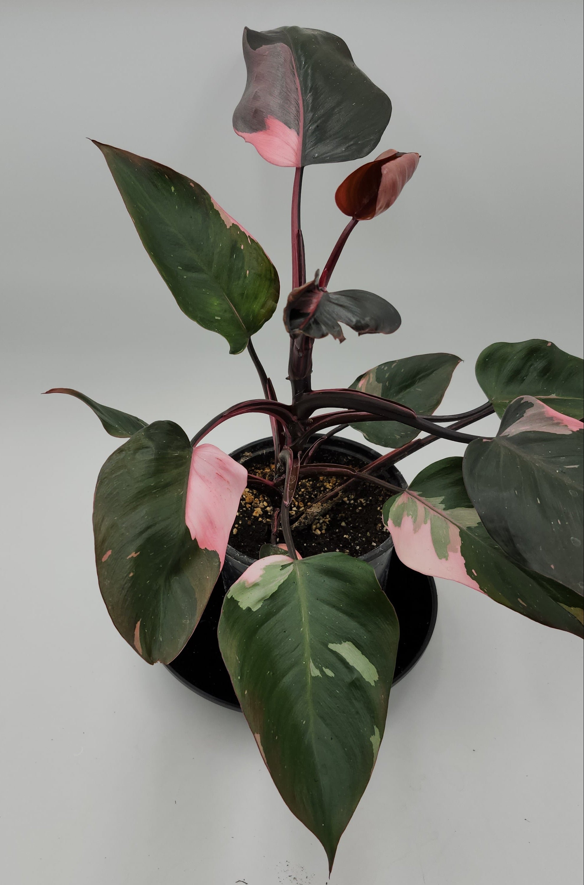 Philodendron Pink Princess – 5” Pot | Rare Variegated Collector