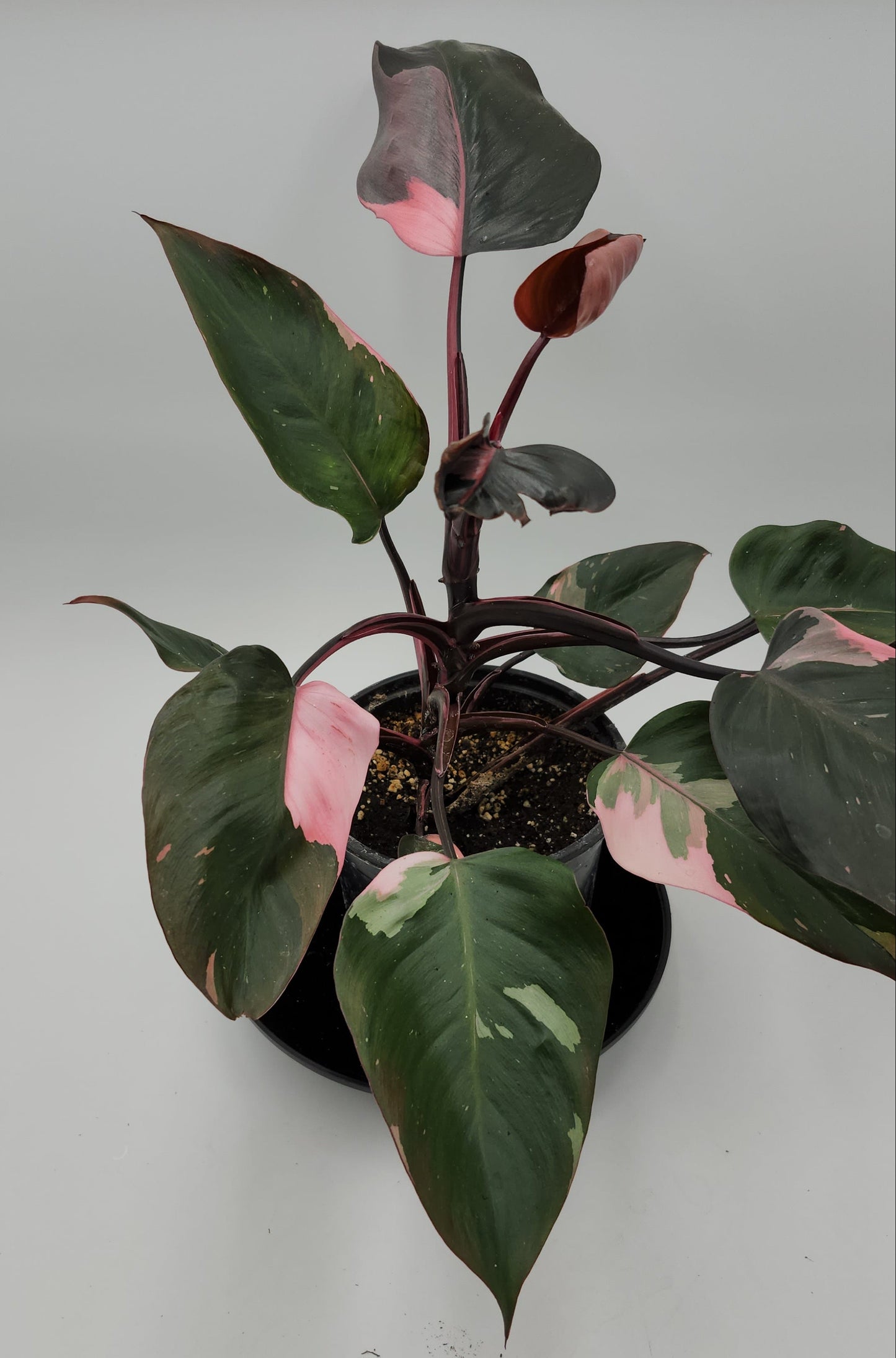 Philodendron Pink Princess in 5-inch pot, Variegated Philodendron Pink Princess with pink streaks, Close-up of Philodendron Pink Princess leaves, Healthy 5-inch Philodendron Pink Princess, Mature Philodendron Pink Princess houseplant, Pink and dark green Philodendron Pink Princess foliage
