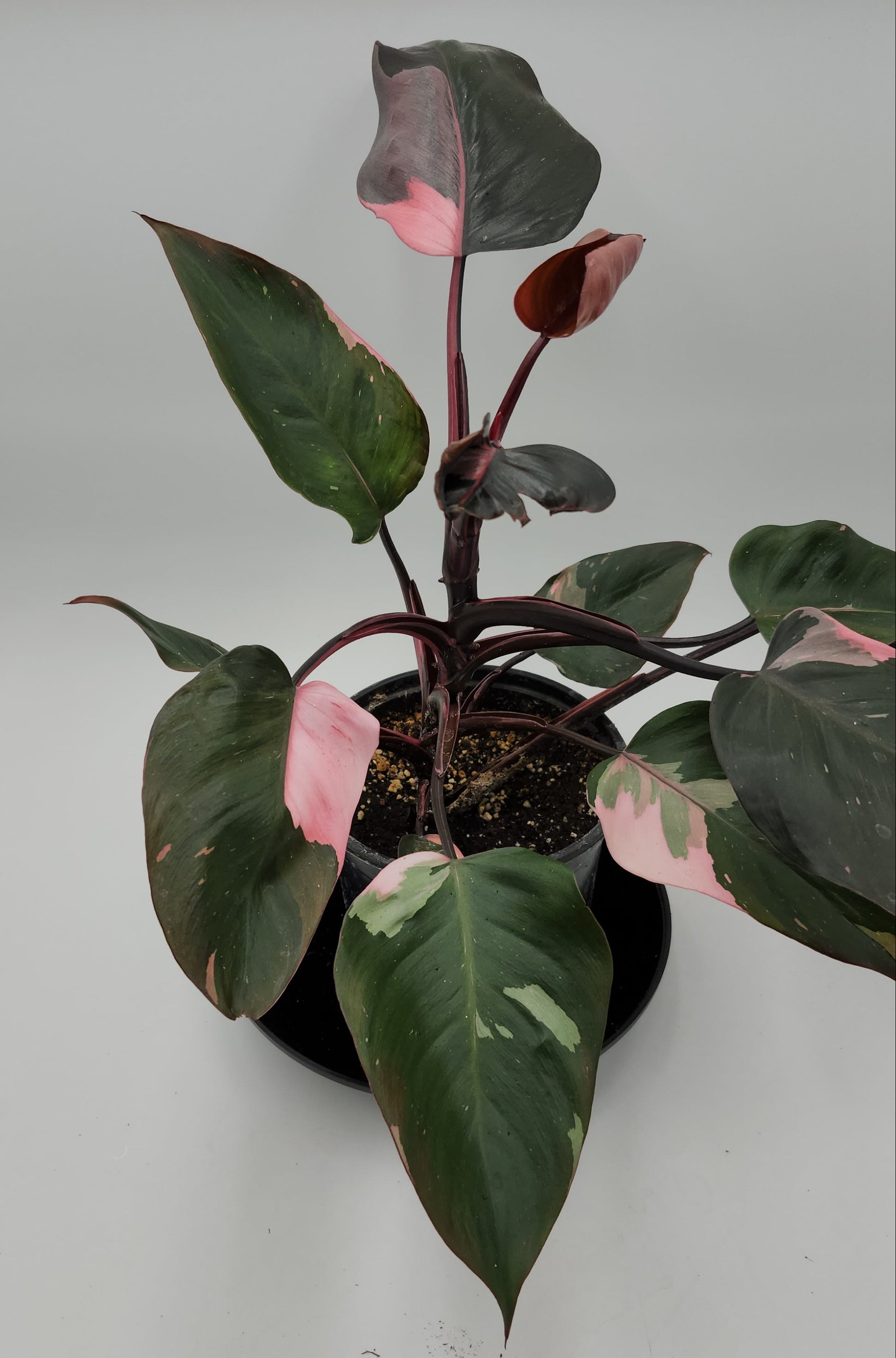 Philodendron Pink Princess in 5-inch pot, Variegated Philodendron Pink Princess with pink streaks, Close-up of Philodendron Pink Princess leaves, Healthy 5-inch Philodendron Pink Princess, Mature Philodendron Pink Princess houseplant, Pink and dark green Philodendron Pink Princess foliage
