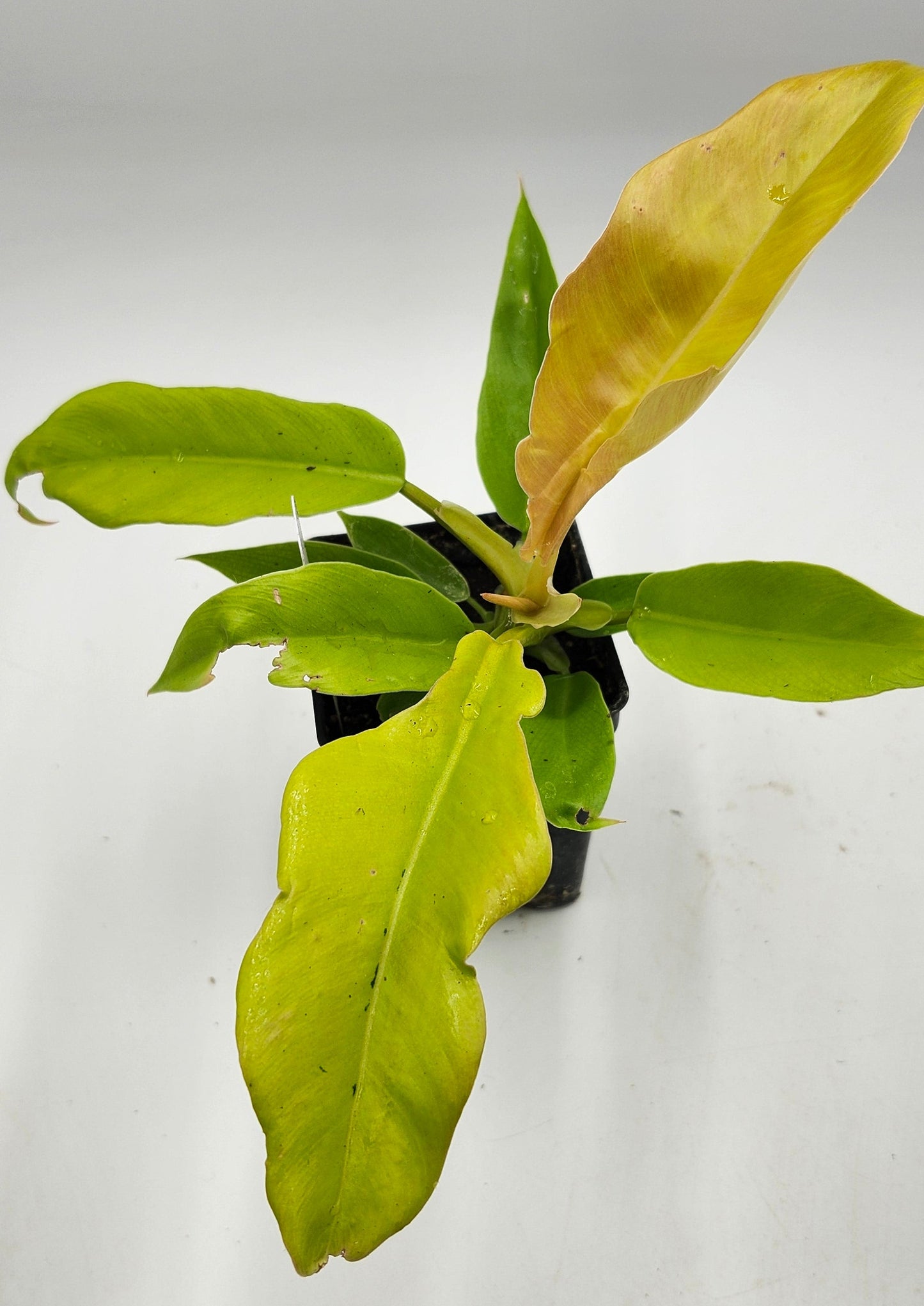 Philodendron Golden Ring of Fire in 3-inch pot, Philodendron Golden Ring of Fire leaves close-up, Rare Philodendron with golden veins, Healthy 3-inch Philodendron Golden Ring of Fire, Exotic tropical houseplant Philodendron Golden Ring of Fire, Glossy green Philodendron Golden Ring of Fire foliage
