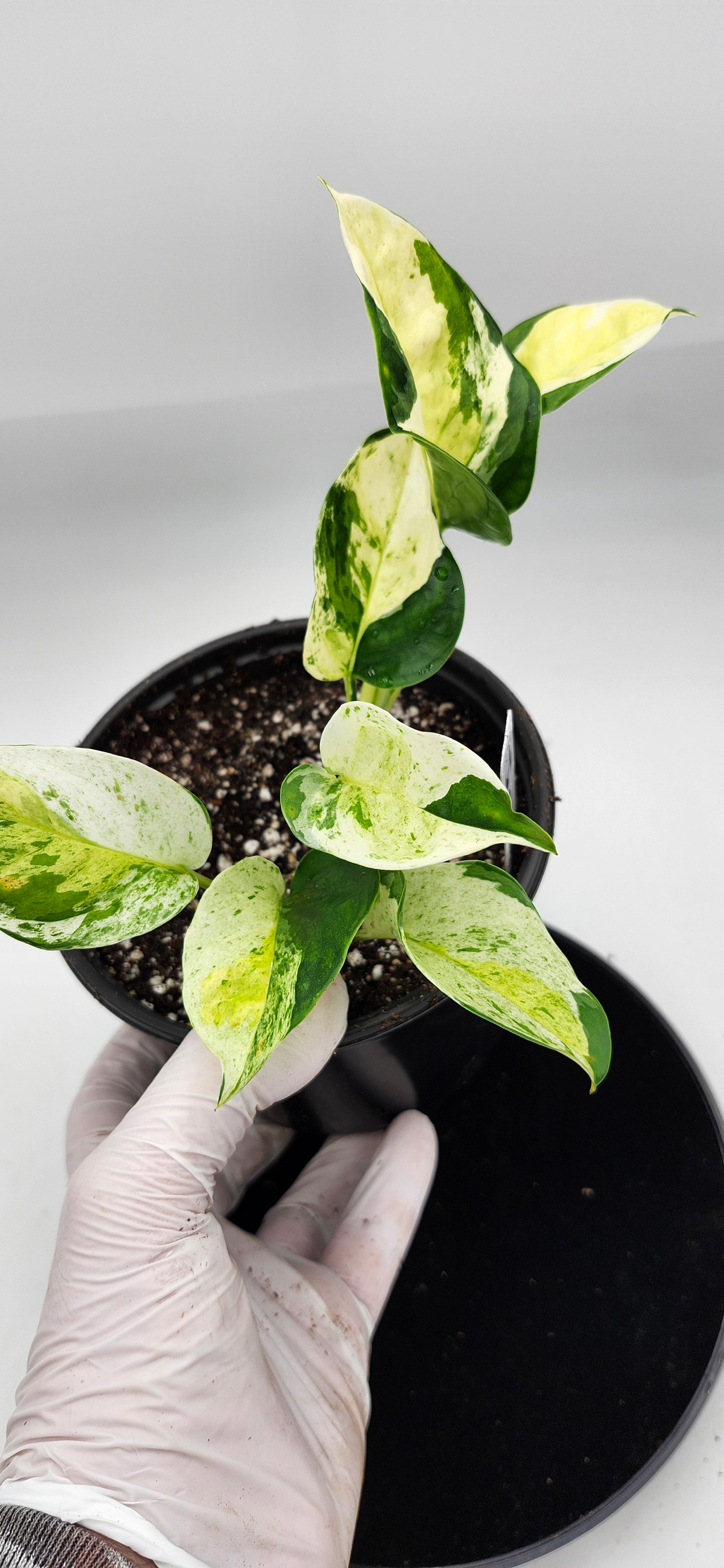 Healthy Global Japanese Pothos in decorative pot, easy-care indoor vine