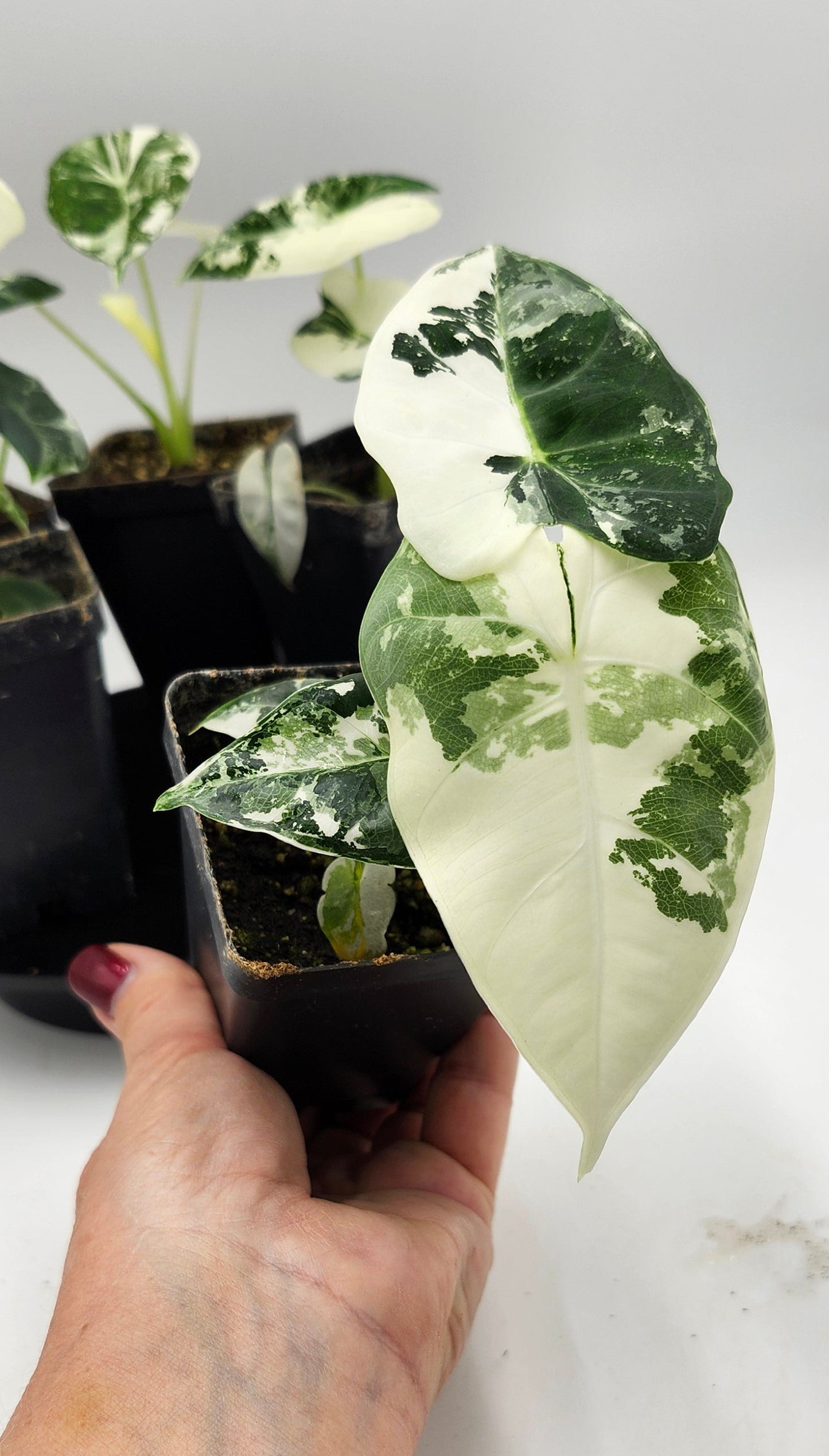 Alocasia Frydek Variegated in pot, Alocasia Frydek Variegated leaves close-up, Rare Alocasia Frydek Variegated tropical plant, Healthy Alocasia Frydek Variegated houseplant, Variegated Alocasia Frydek with green and white leaves, Exotic tropical Alocasia Frydek Variegated foliage

