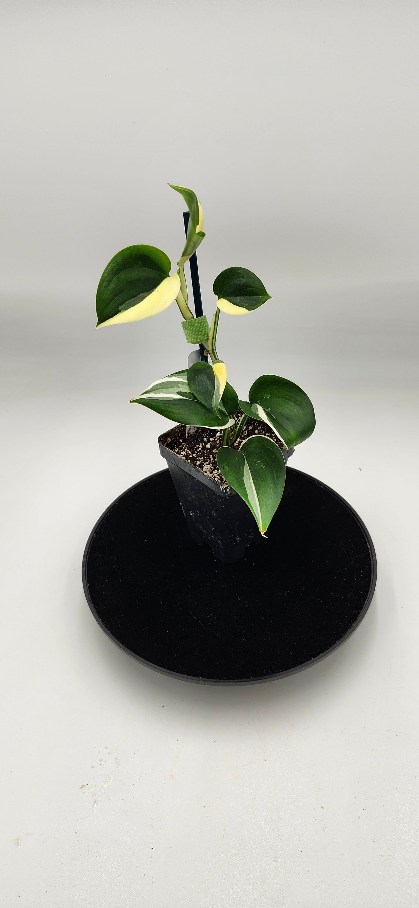 “Scindapsus Blue Albo trailing vine with blue-green and white variegated leaves, indoor houseplant”