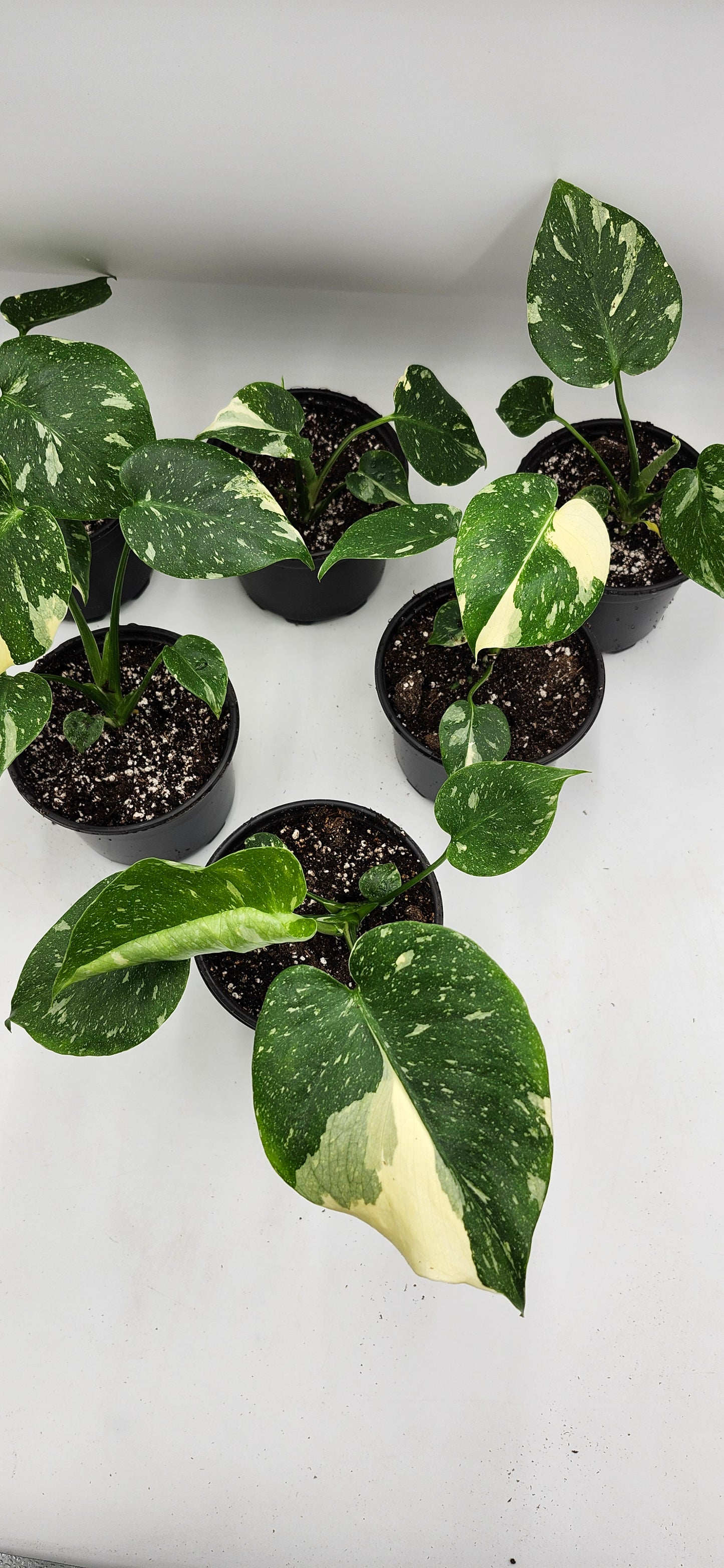 Monstera Thai Constellation – 5” Pot | Rare Variegated Collector Plant